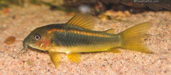 Osteogaster sp. (Cw010)