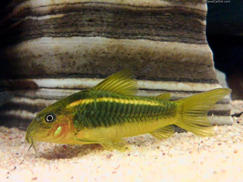 Osteogaster sp. (Cw010)