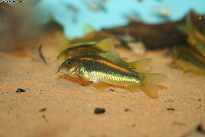 Osteogaster sp. (Cw010)