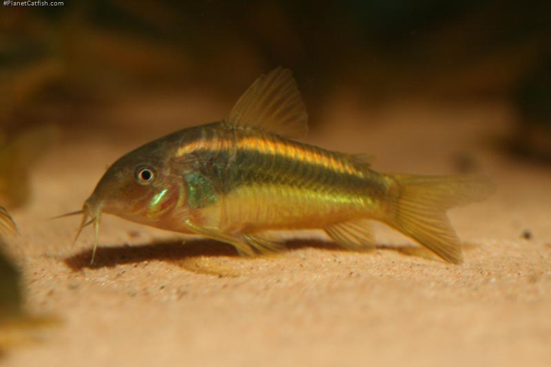 Osteogaster sp. (Cw010)