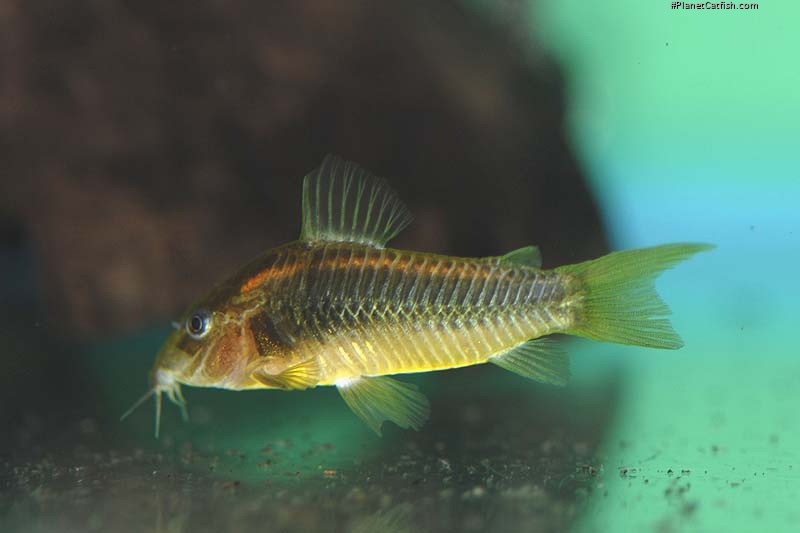 Osteogaster sp. (Cw010)
