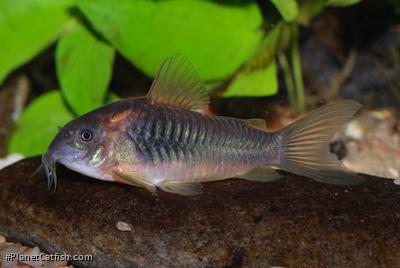 Osteogaster sp. (Cw041)
