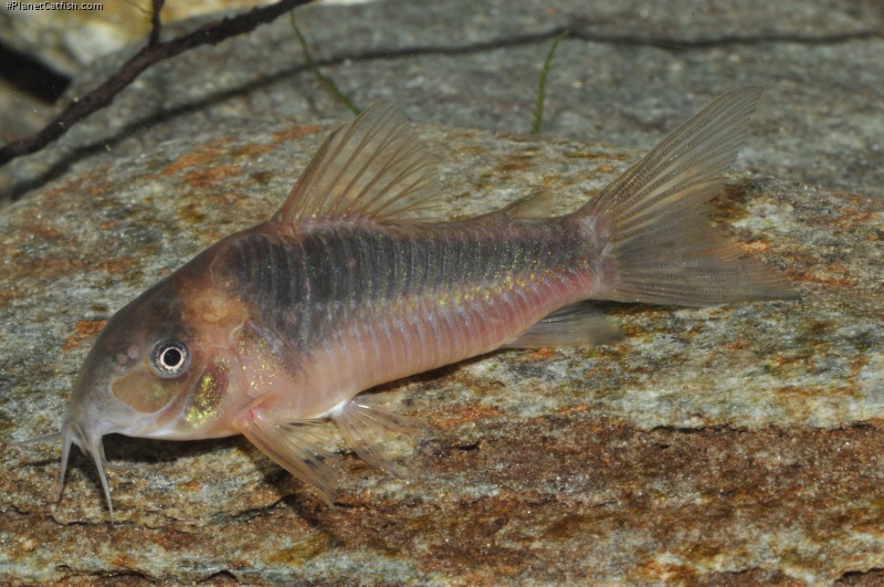 Osteogaster sp. (Cw068)