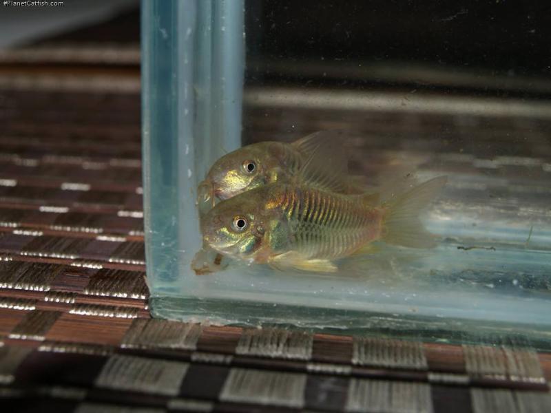 Osteogaster sp. (Cw093)