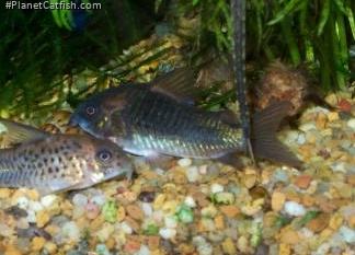 Osteogaster sp. `LLANOS`