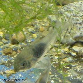 Osteogaster venezuelanus