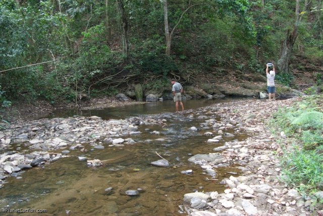 Osteogaster venezuelanus