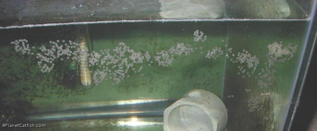 Osteogaster venezuelanus
