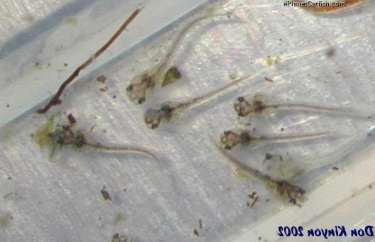 Osteogaster venezuelanus