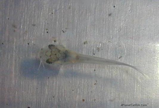 Osteogaster venezuelanus