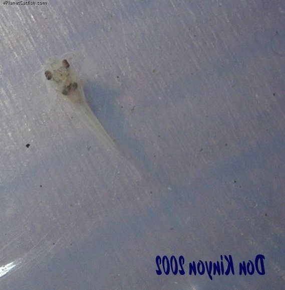 Osteogaster venezuelanus