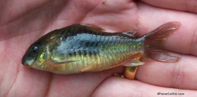 Osteogaster venezuelanus