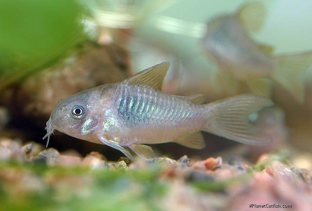 Osteogaster venezuelanus