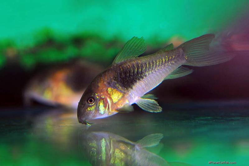 Osteogaster venezuelanus