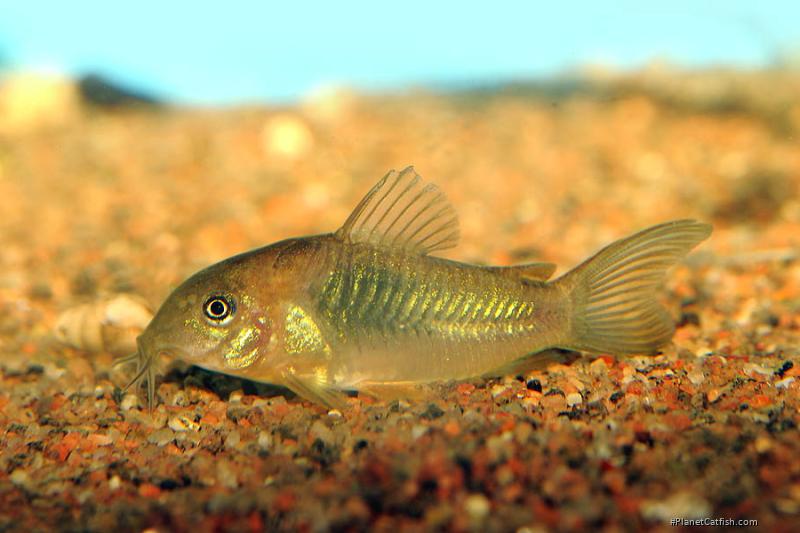 Osteogaster venezuelanus