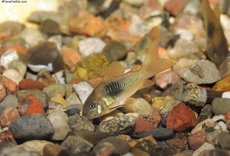 Osteogaster venezuelanus