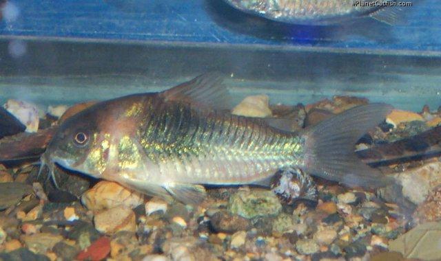 Osteogaster venezuelanus