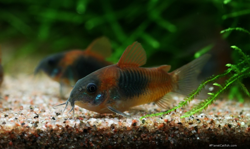 Osteogaster venezuelanus