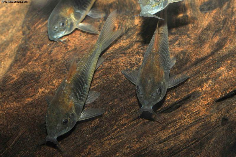 Osteogaster venezuelanus