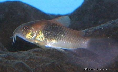 Osteogaster venezuelanus