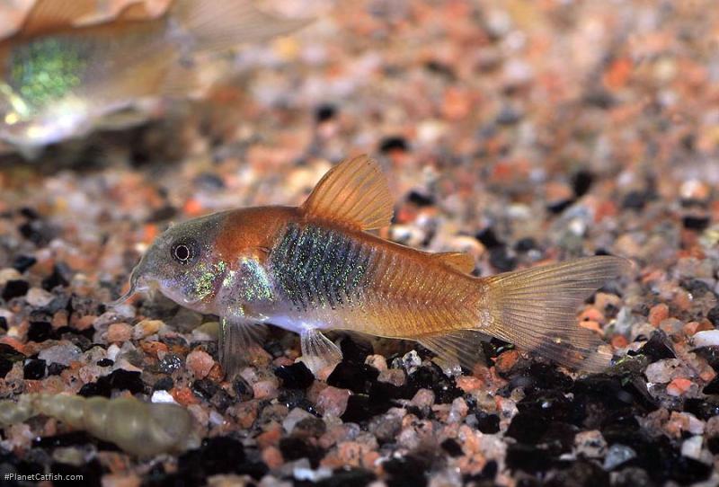 Osteogaster venezuelanus