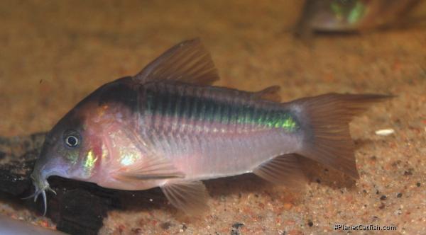 Osteogaster zygata