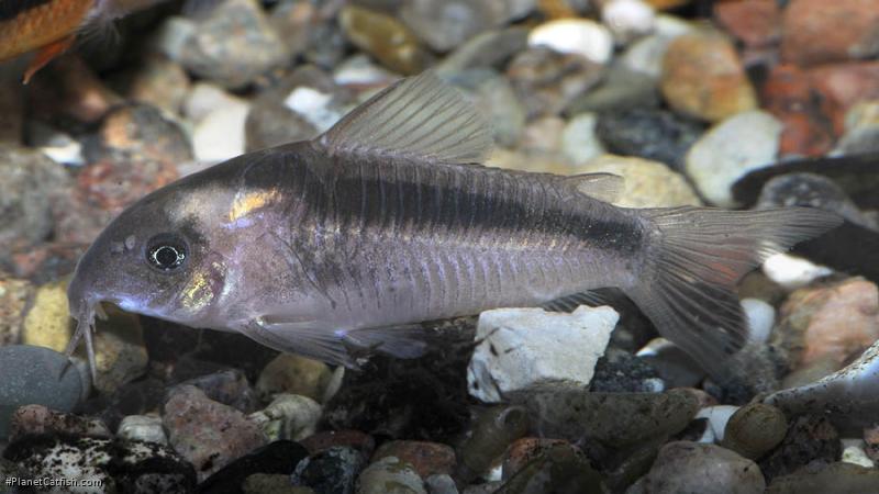 Osteogaster zygata
