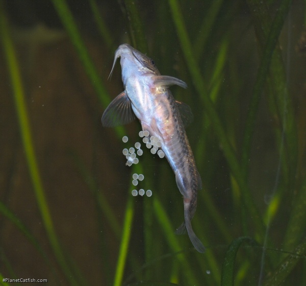 Scleromystax barbatus