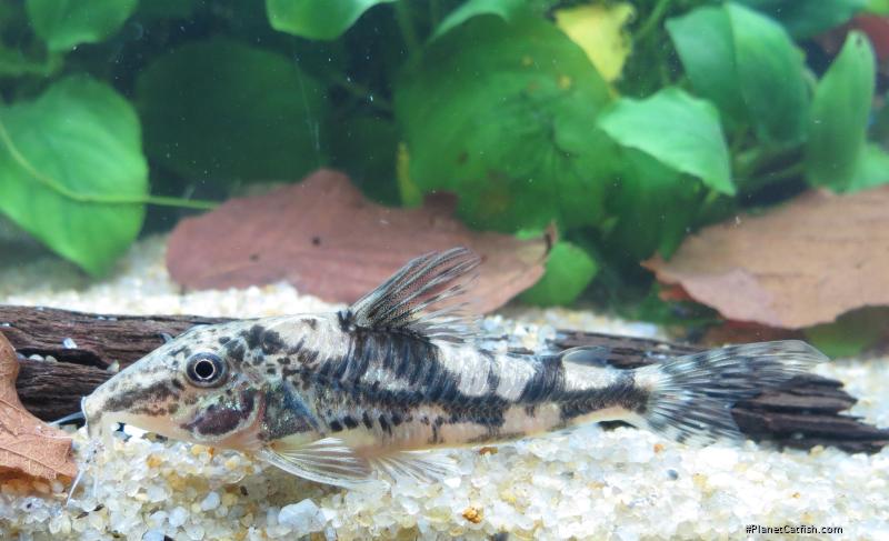 Scleromystax kronei