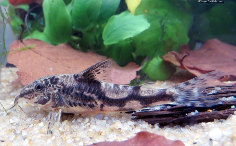 Scleromystax kronei