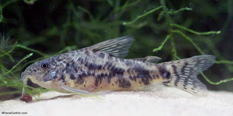 Scleromystax macropterus