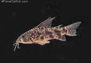 Scleromystax macropterus