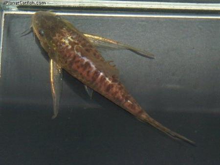 Scleromystax macropterus