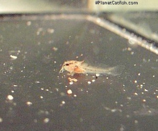 Scleromystax prionotos