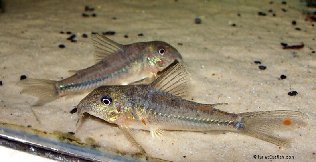 Scleromystax prionotos