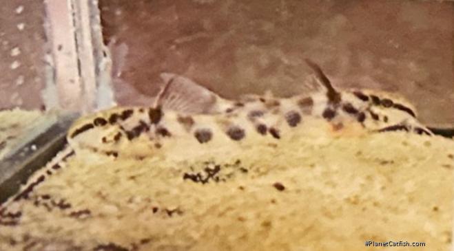 Scleromystax sp. (C113)