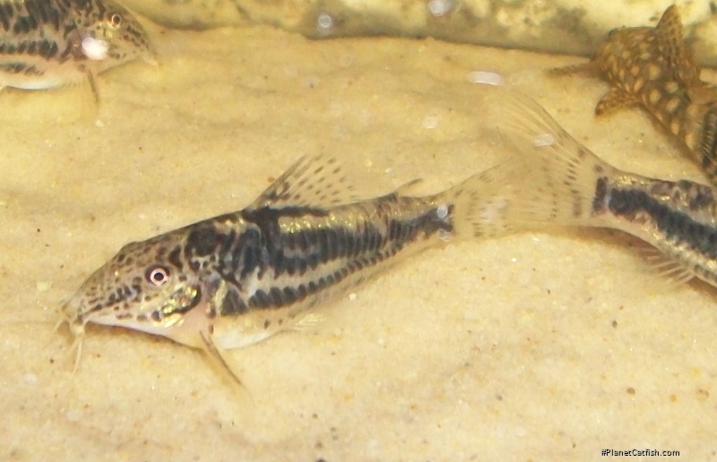 Scleromystax sp. (C113)