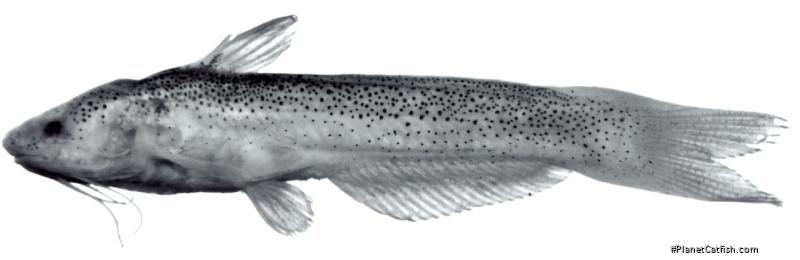 Cetopsidium minutum