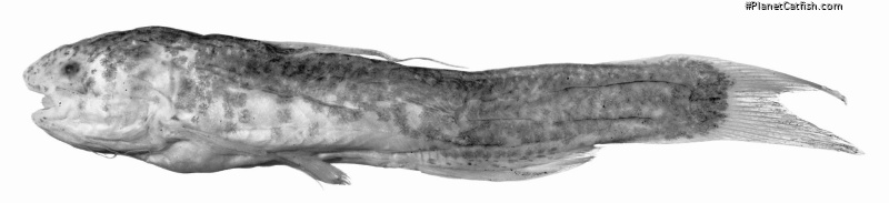 Cetopsidium soniae