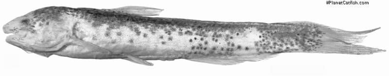 Cetopsidium soniae