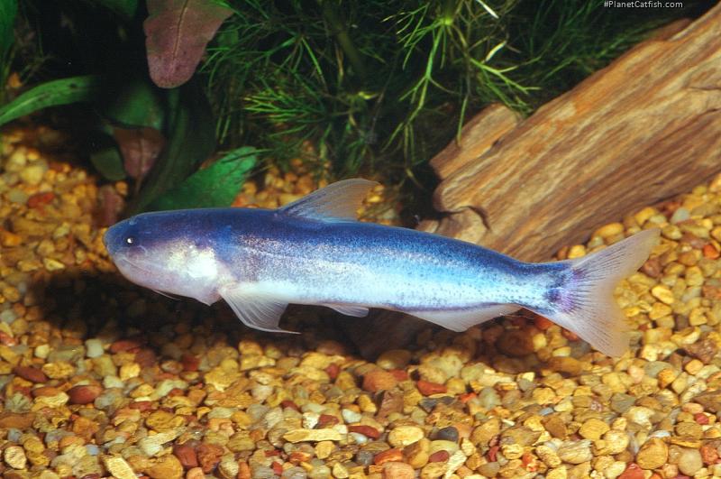 Cetopsis coecutiens