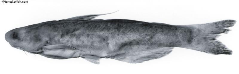 Cetopsis motatanensis