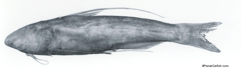 Cetopsis oliveirai