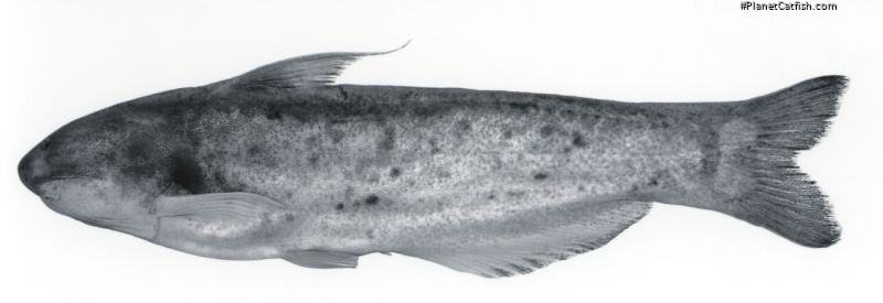 Cetopsis orinoco