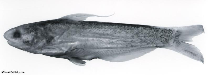 Cetopsis pearsoni