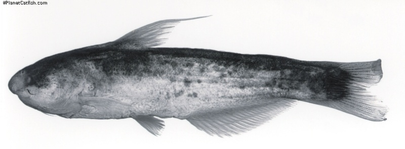 Cetopsis starnesi