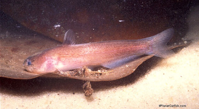 Denticetopsis macilenta