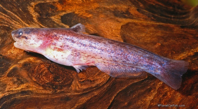 Denticetopsis praecox