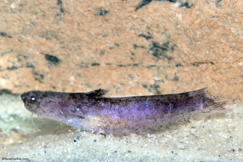 Denticetopsis seducta