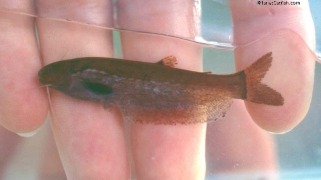 Helogenes marmoratus